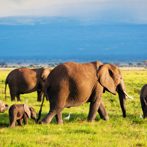 3 DAYS 2 NIGHTS AMBOSELI NATIONAL PARK SAFARI
