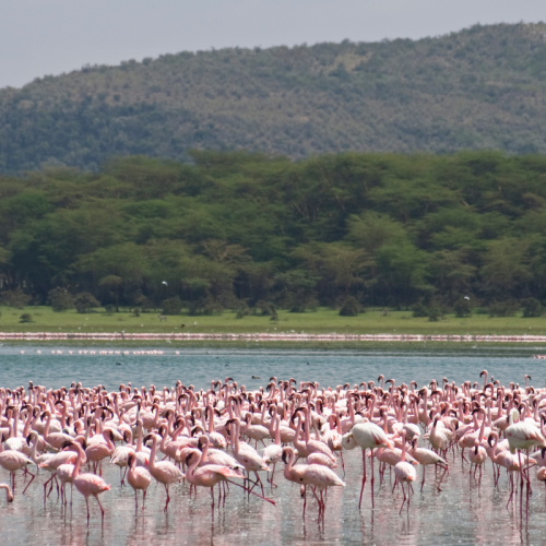  2 DAYS 1 NIGHT NAIVASHA SELF-DRIVE STAYCATION