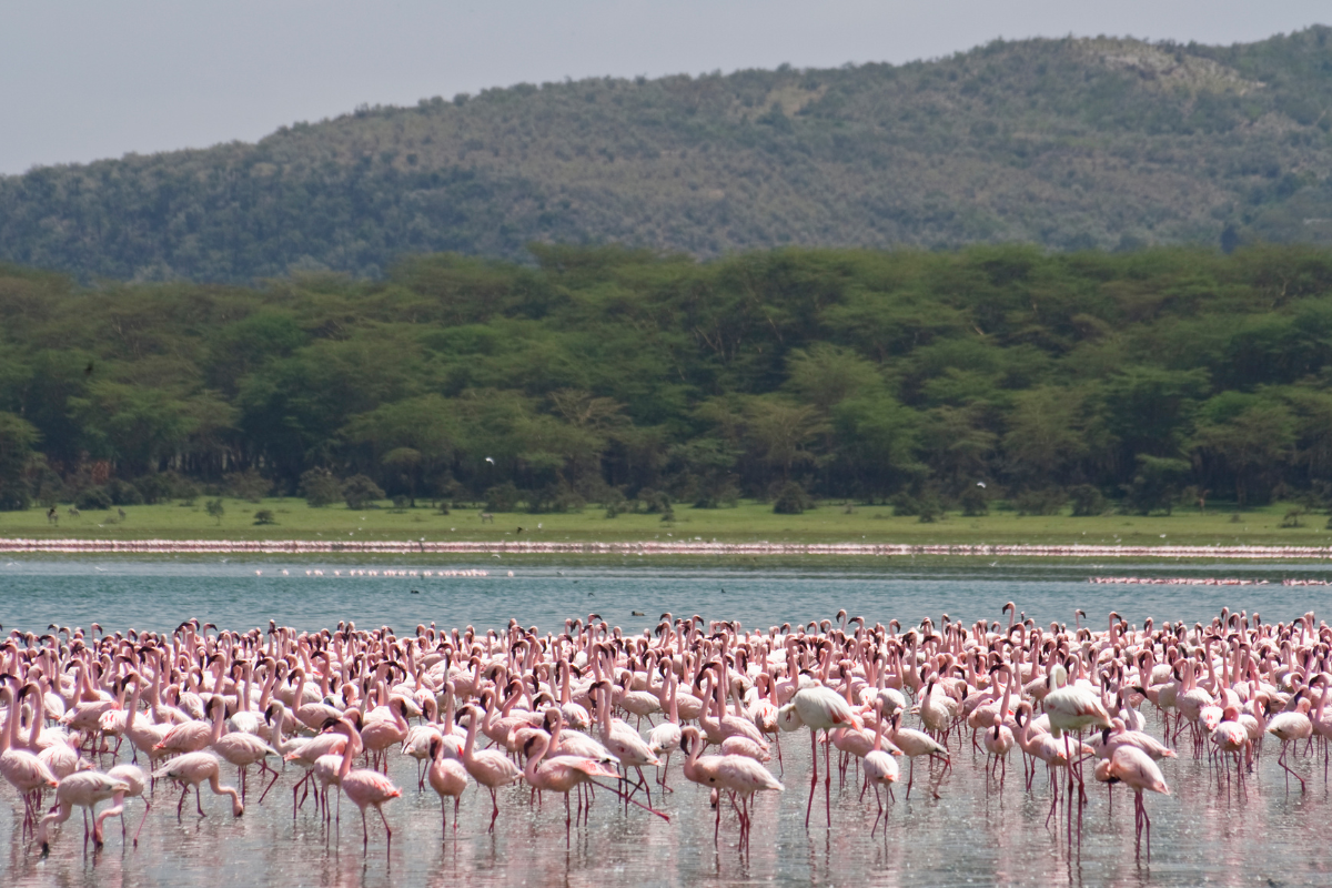  2 DAYS 1 NIGHT NAIVASHA SELF-DRIVE STAYCATION