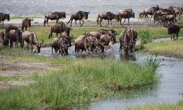 wildbeest Migration maasai mara National Reserve