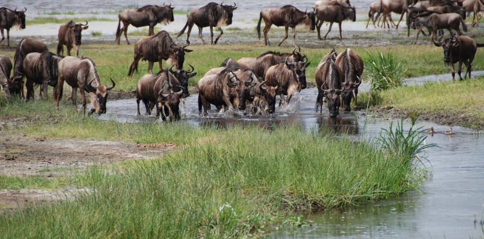 wildbeest Migration maasai mara National Reserve