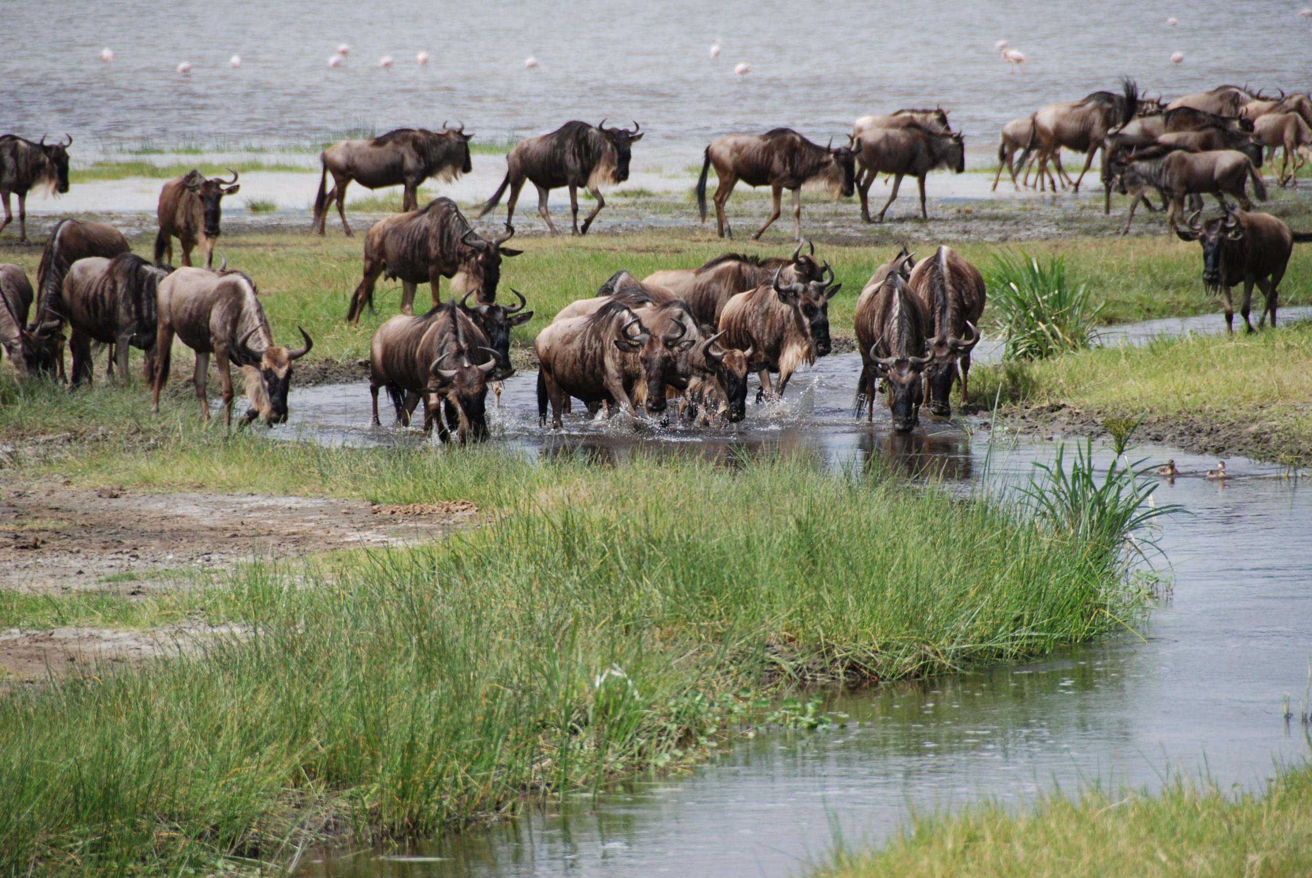 wildbeest Migration maasai mara National Reserve